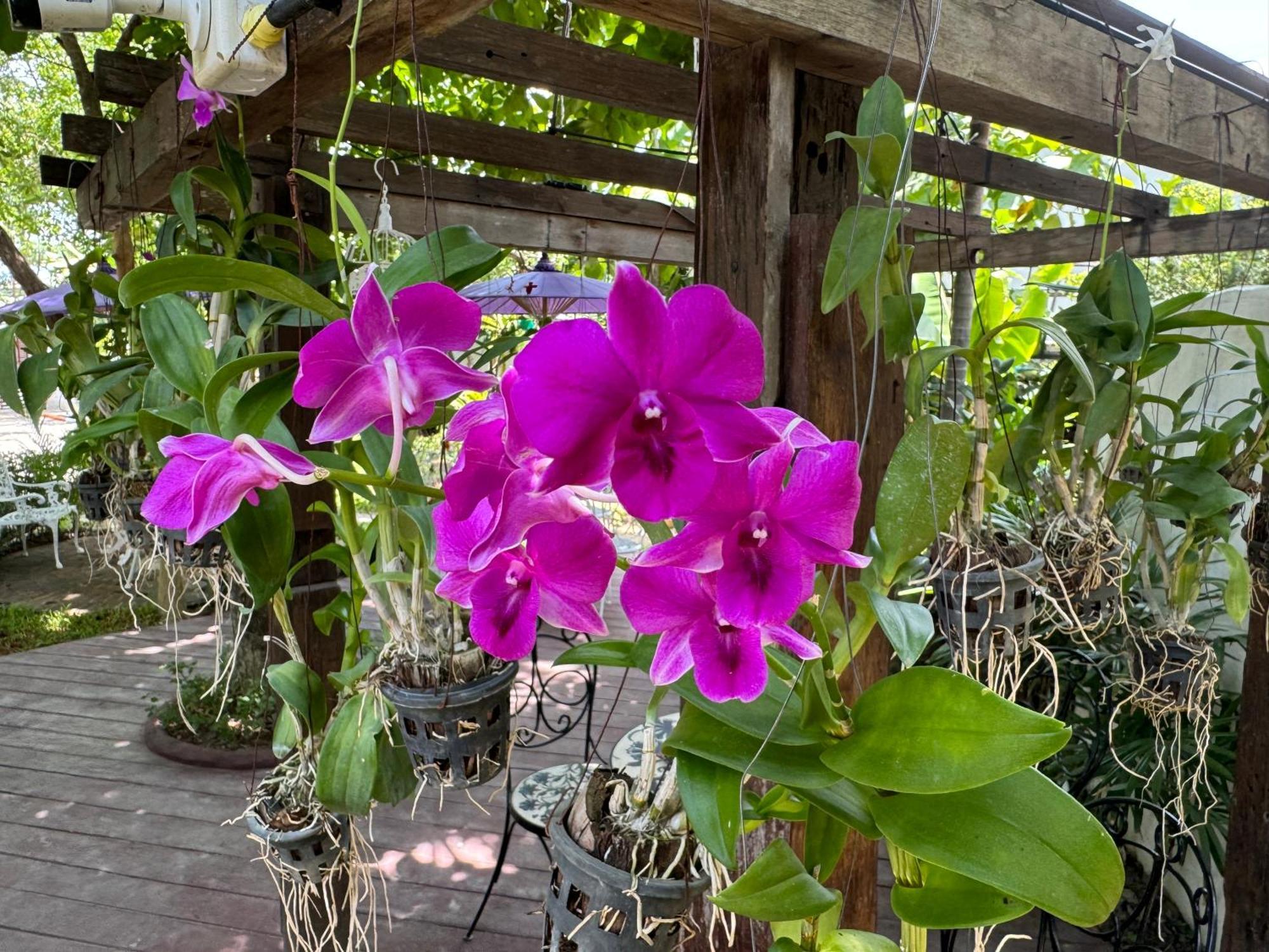Chiang Mai Las Orquideas Resort エクステリア 写真