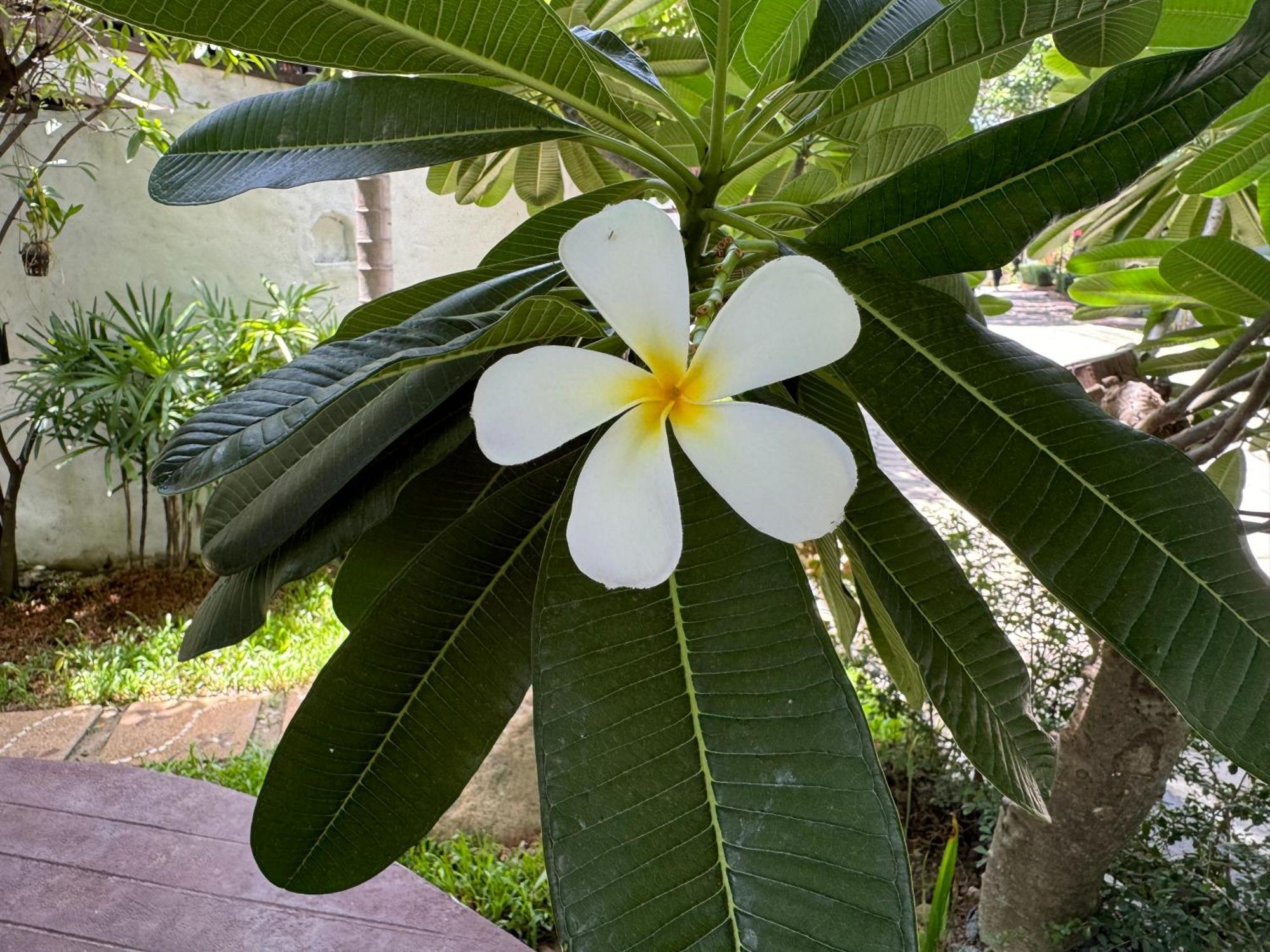 Chiang Mai Las Orquideas Resort エクステリア 写真