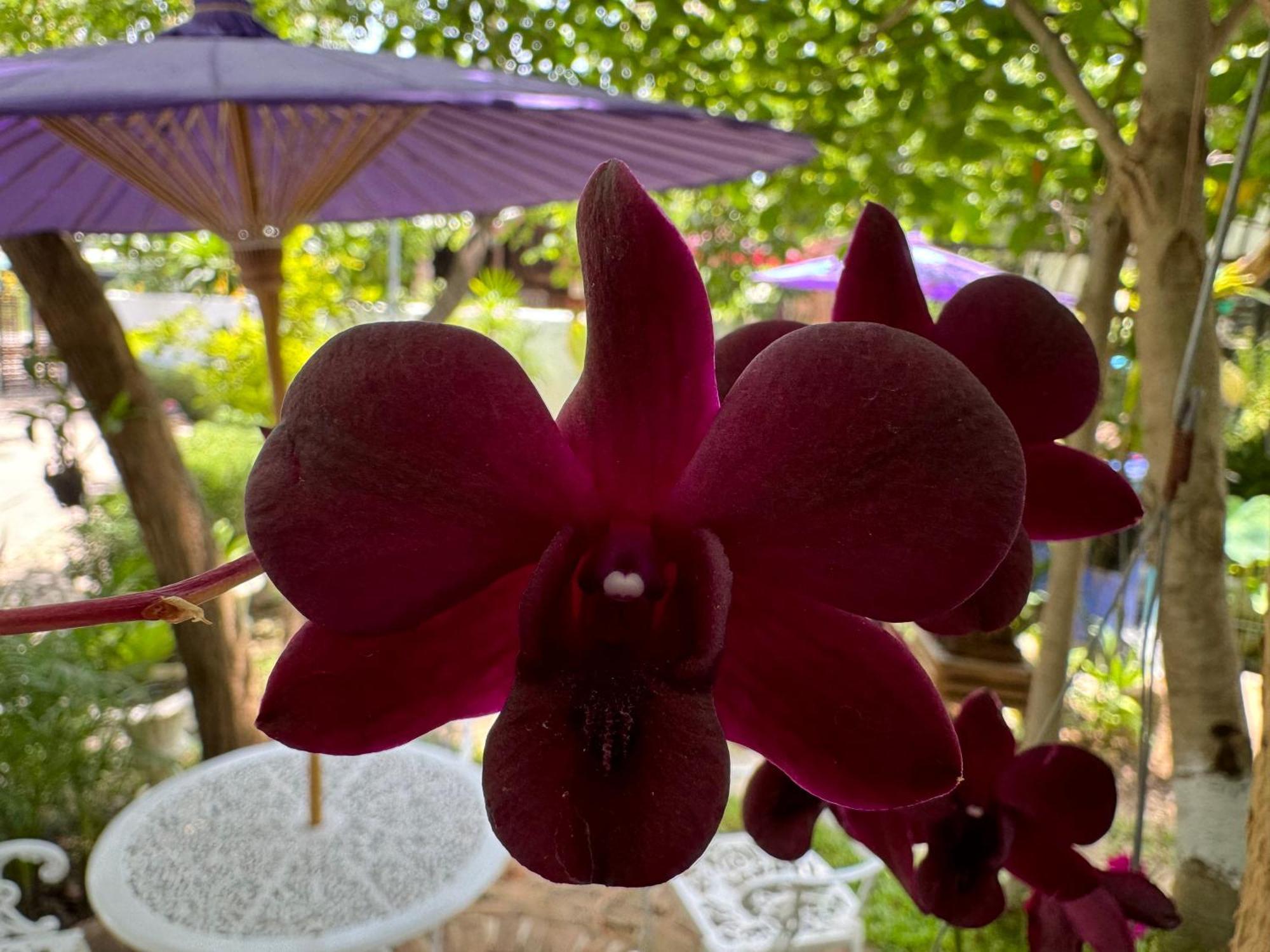 Chiang Mai Las Orquideas Resort エクステリア 写真